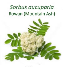 sorbus aucuparia5.jpg